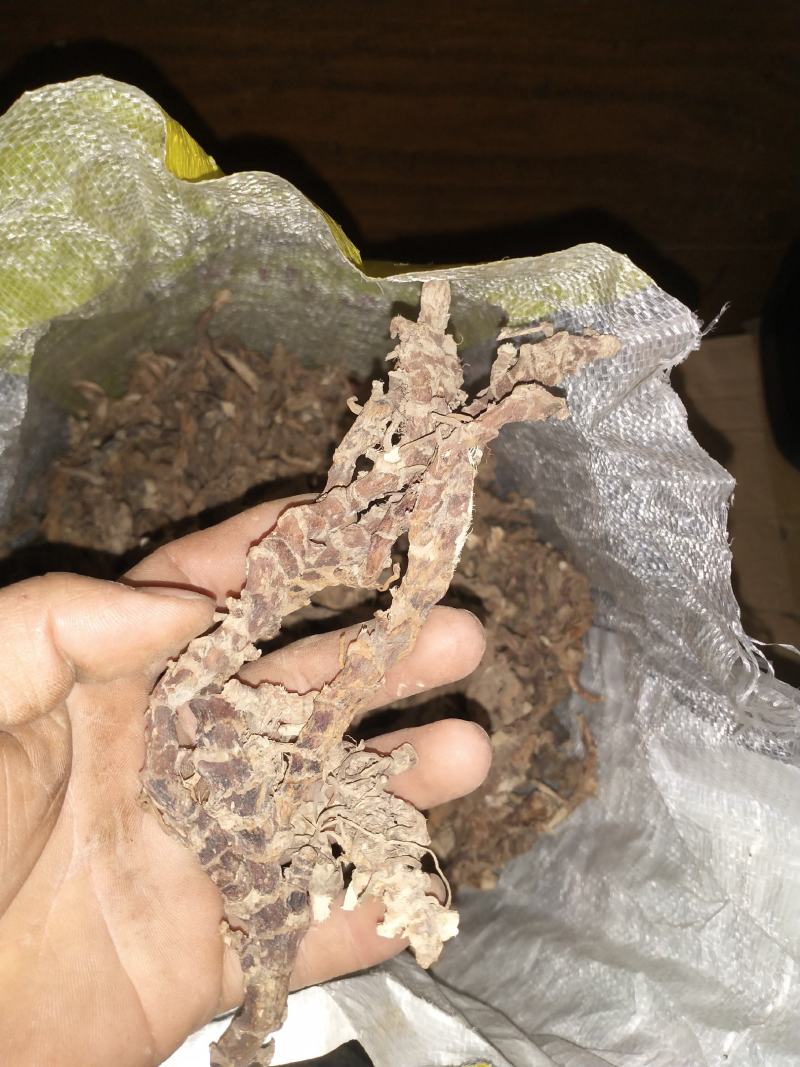 广东原生态石菖蒲，大批发零售