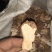原生态土茯苓干货切片批发零售