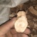 原生态土茯苓干货切片批发零售