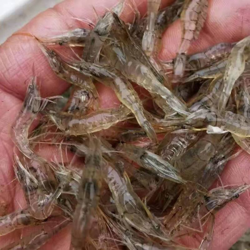 漂亮的白米虾，活力十足，透亮干净无杂质，诚信经营