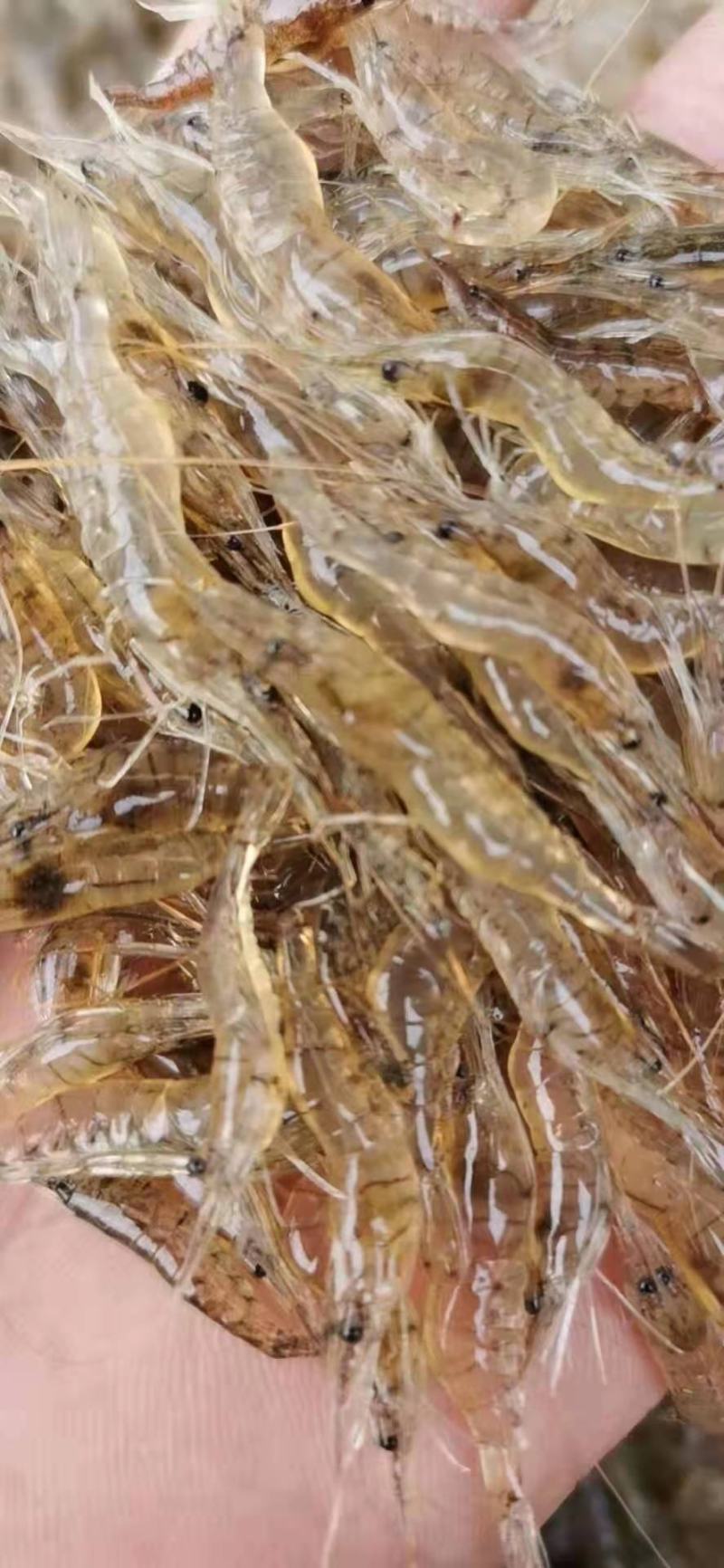 漂亮的白米虾，活力十足，透亮干净无杂质，诚信经营