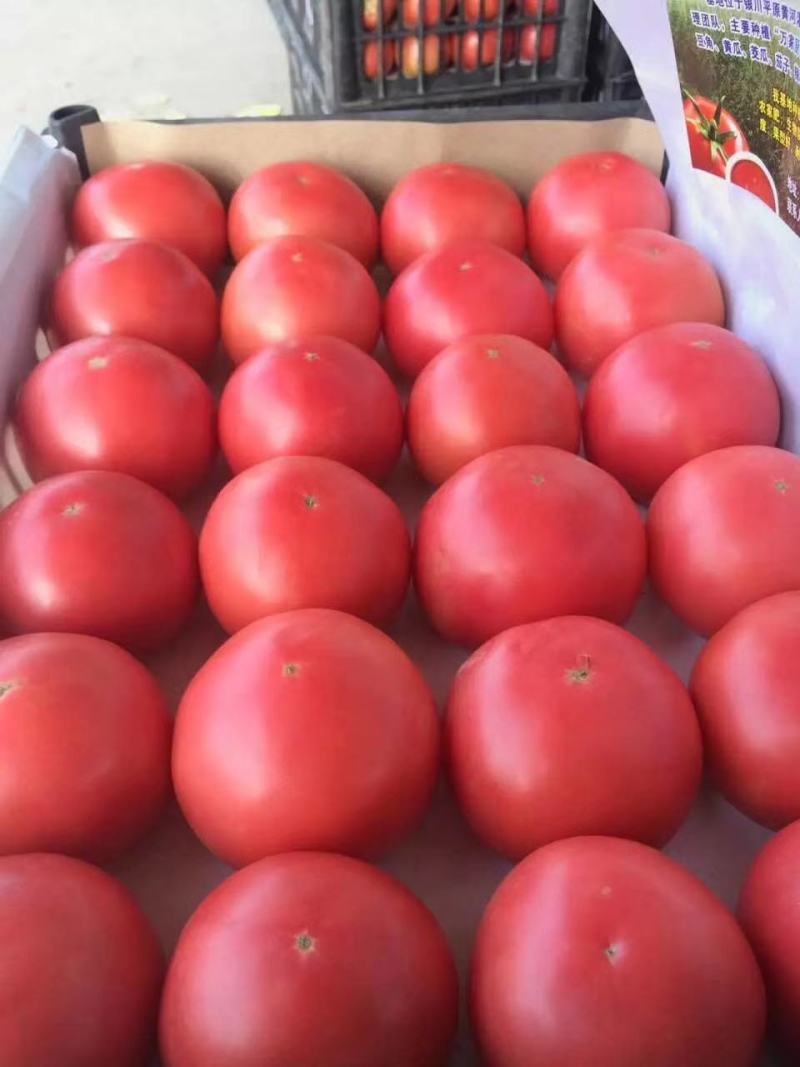 大棚硬粉毛粉西红柿质量好价格合理现摘全红