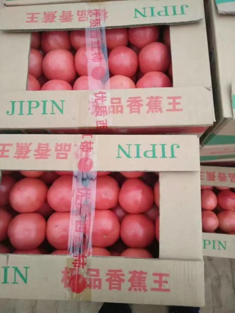大棚硬粉毛粉西红柿质量好价格合理现摘全红