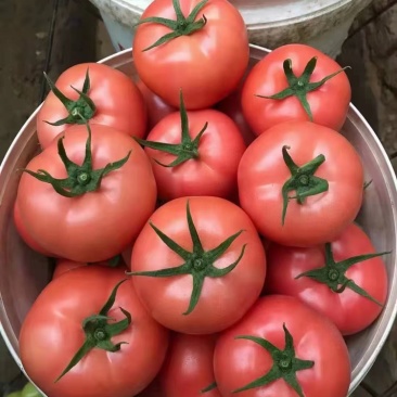 大棚硬粉毛粉西红柿质量好价格合理现摘全红