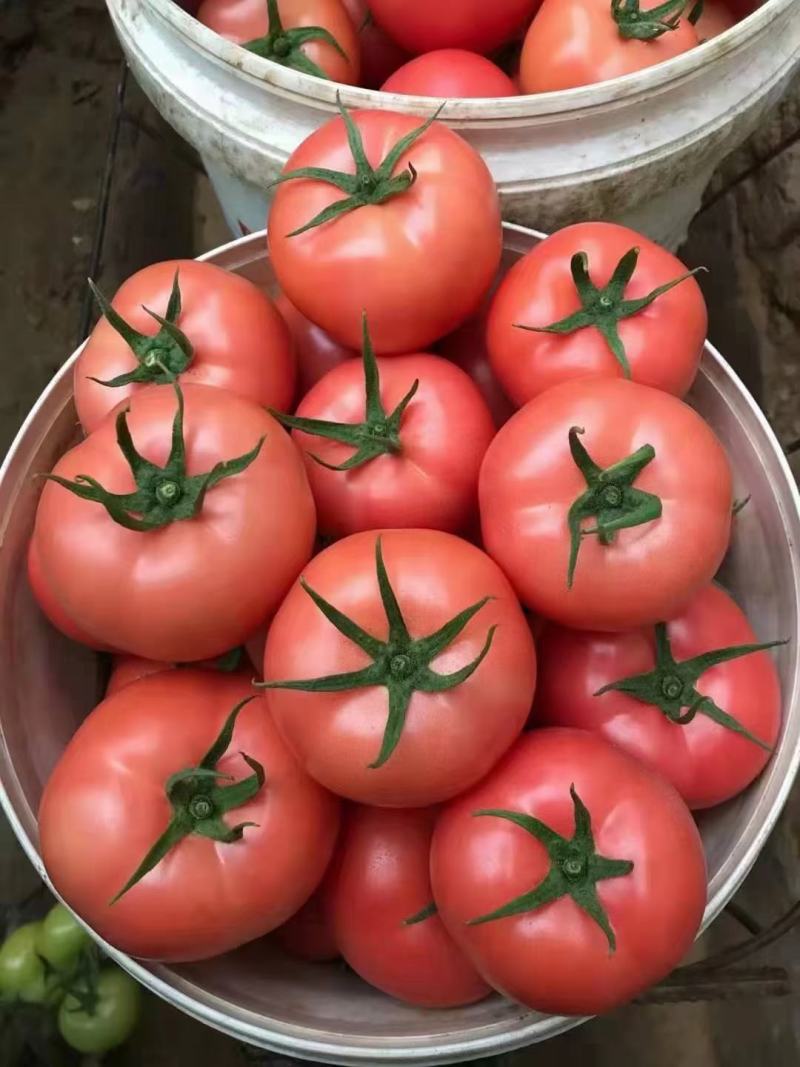 大棚硬粉毛粉西红柿质量好价格合理现摘全红