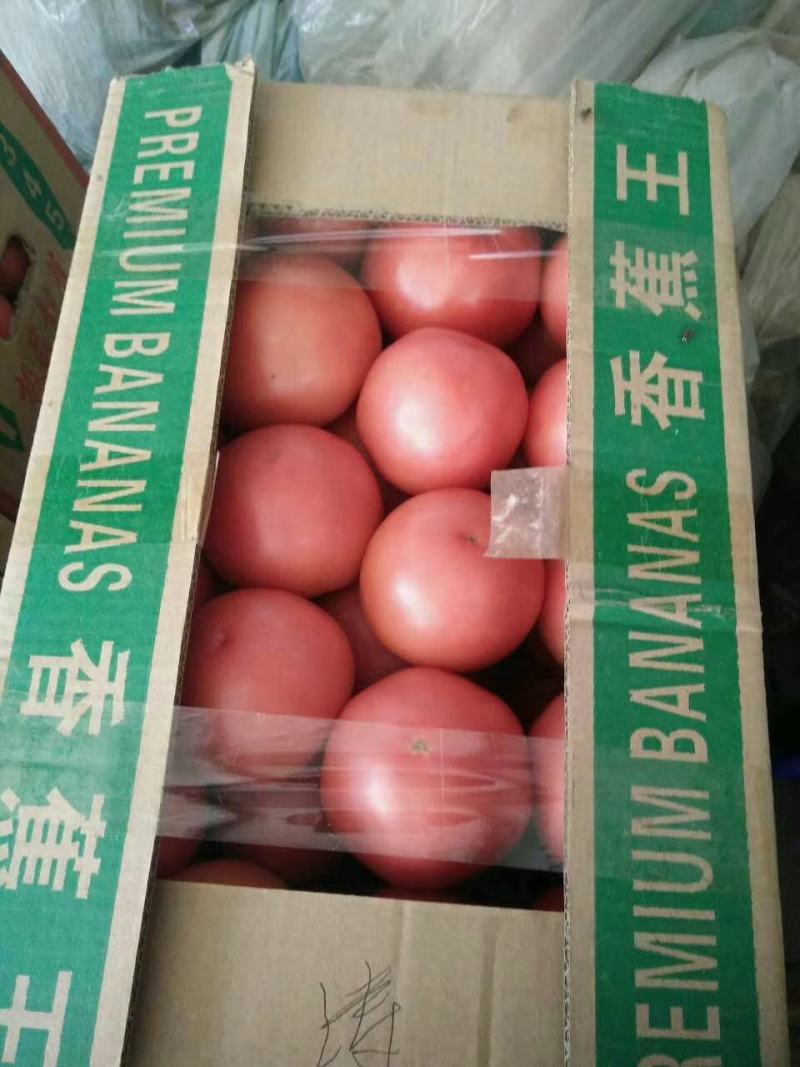 大棚硬粉毛粉西红柿质量好价格合理现摘全红