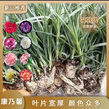 康乃馨苗低价处理质量保证颜色繁多量大从优基地发货