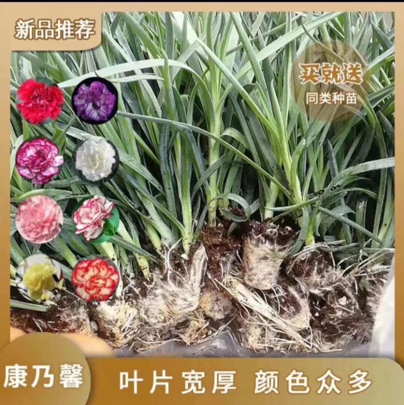康乃馨苗低价处理质量保证颜色繁多量大从优基地发货