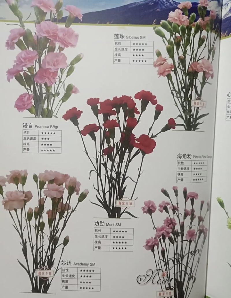 康乃馨苗低价处理质量保证颜色繁多量大从优基地发货