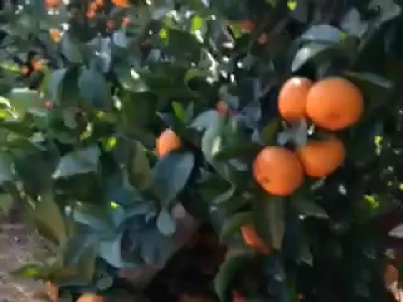皮薄肉多，颜色漂亮，随时可以免费实地考察