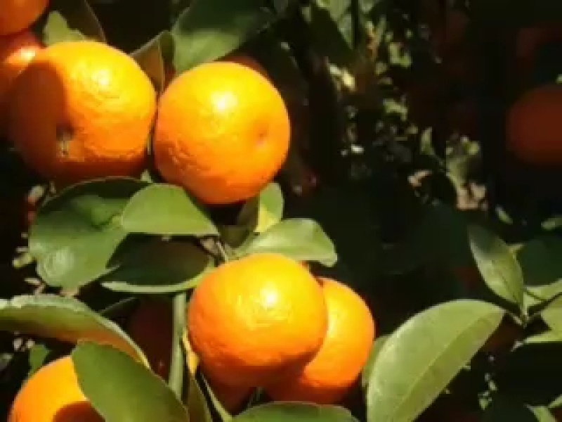 皮薄肉多，颜色漂亮，随时可以免费实地考察