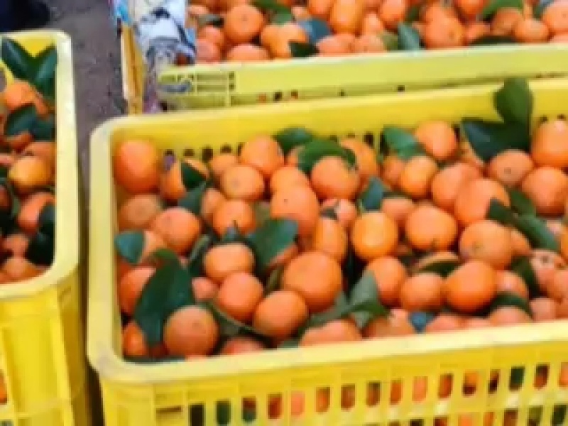 皮薄肉多，颜色漂亮，随时可以免费实地考察