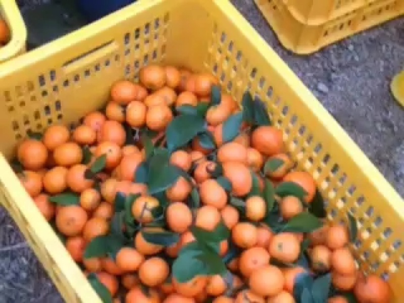 皮薄肉多，颜色漂亮，随时可以免费实地考察