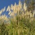 脱水白菜白菜干60斤（长期供应包运费）