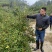 长林系列二年生油茶苗
