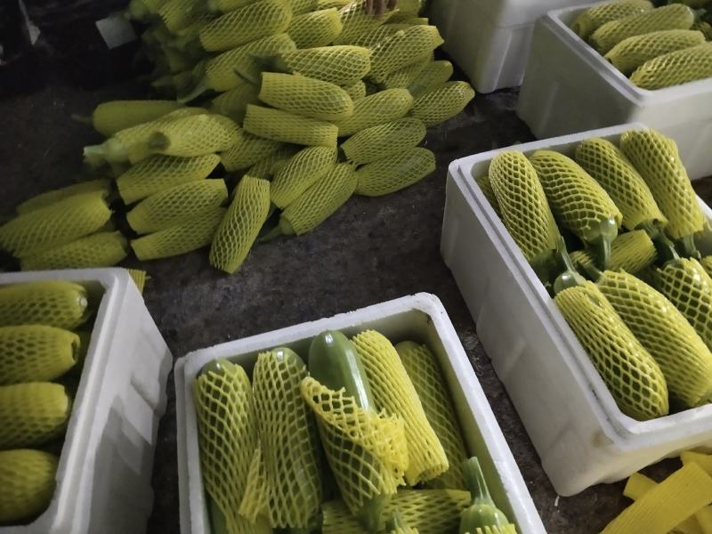 山东费县万亩西葫芦种植基地现摘现发基地直供