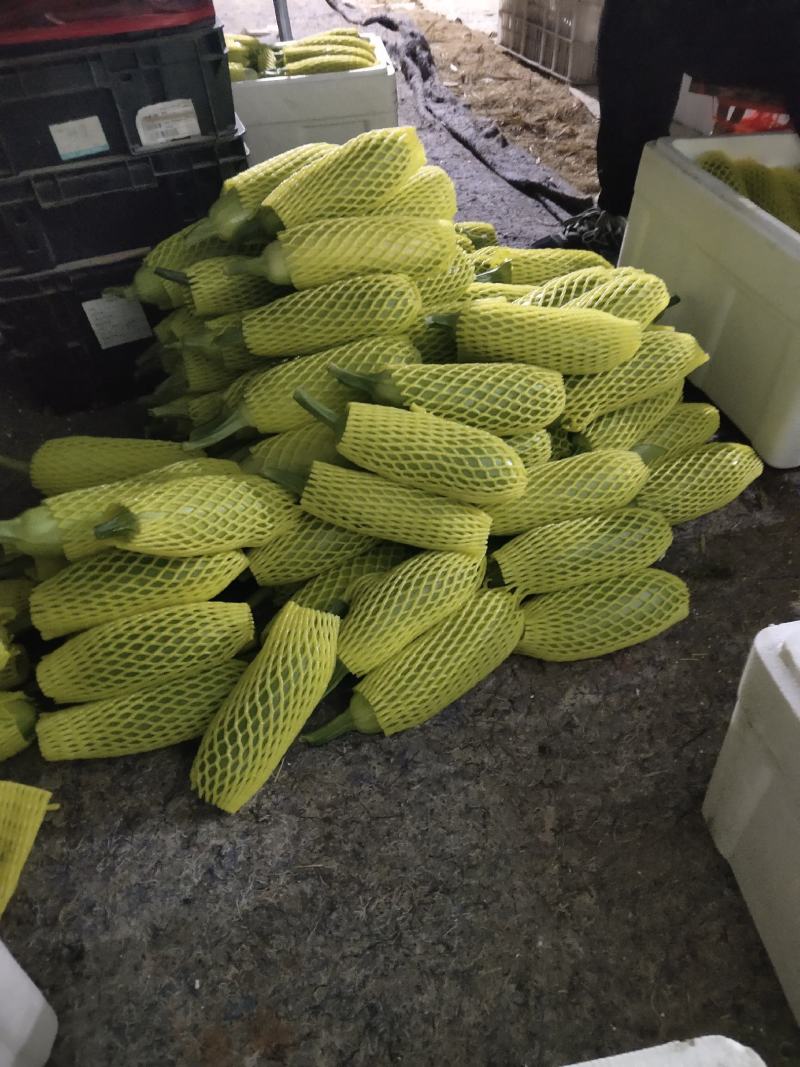 山东费县万亩西葫芦种植基地现摘现发基地直供