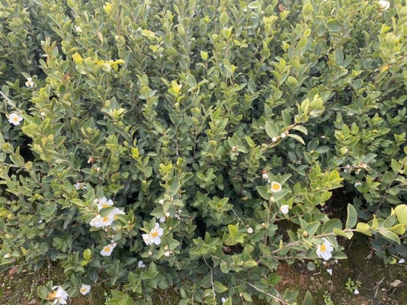长林系列二年生油茶苗
