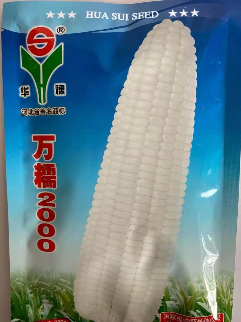 万糯2000糯玉米种子水果玉米种子大棒头彩糯品种