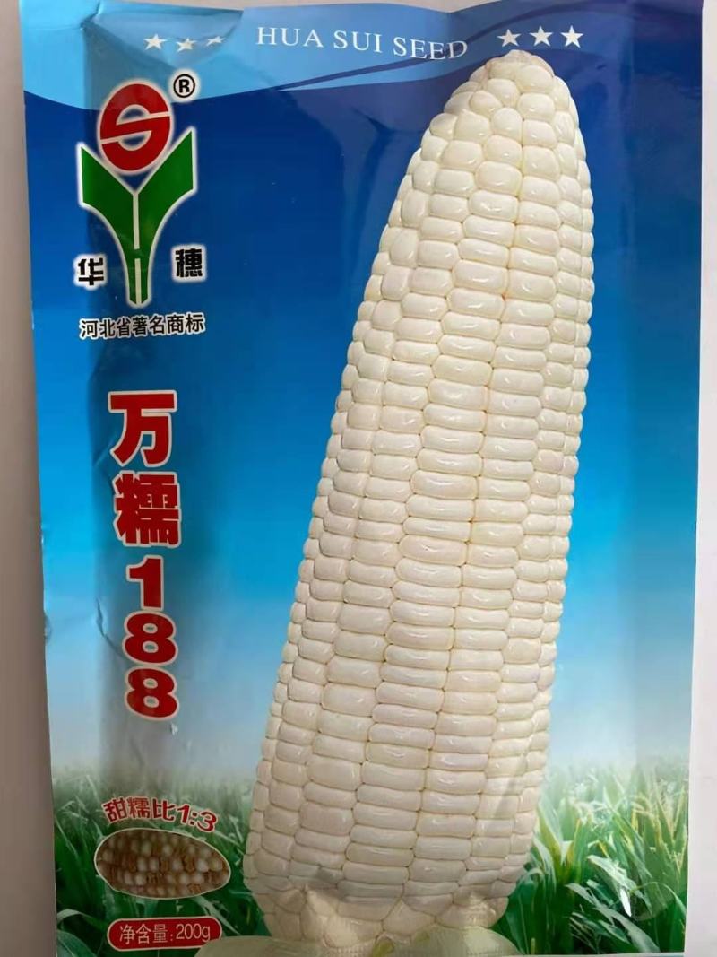 万糯2000糯玉米种子水果玉米种子大棒头彩糯品种