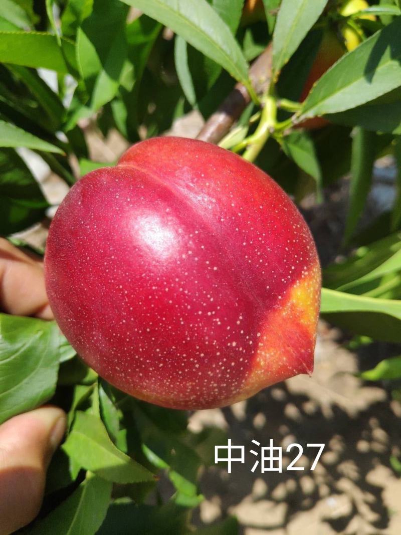 安徽山东河南油桃苗，中油27油桃苗早熟黄肉油桃