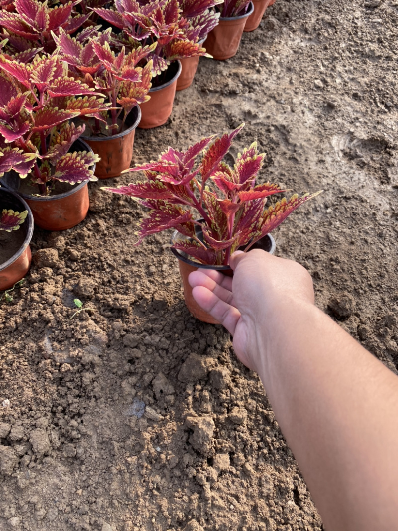 彩叶草种植基地青州彩叶草助农扶贫项目80万彩叶草