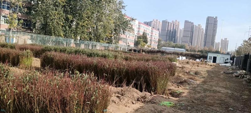 安徽山东河南油桃苗，中油27油桃苗早熟黄肉油桃