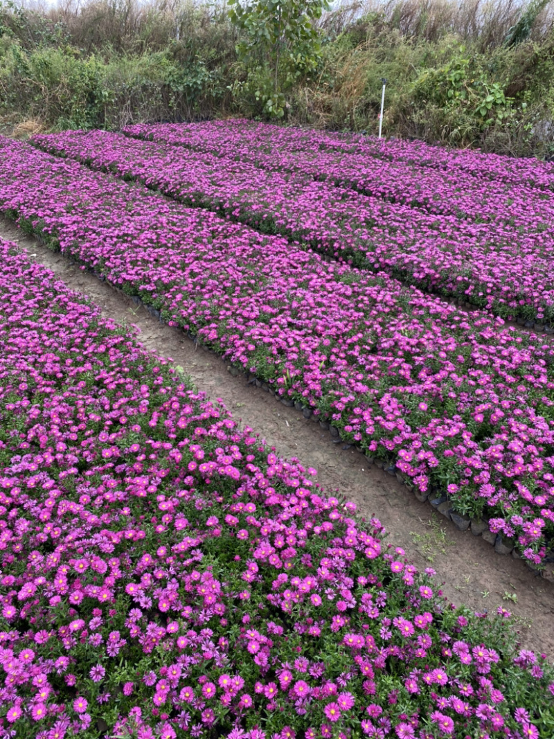 荷兰菊自产自销荷兰菊种植基地。300万低价处理。
