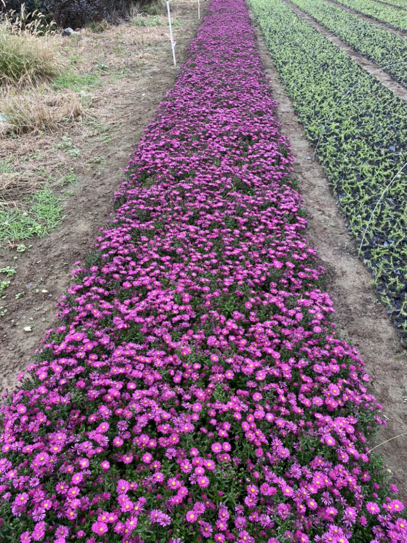 荷兰菊自产自销荷兰菊种植基地。300万低价处理。