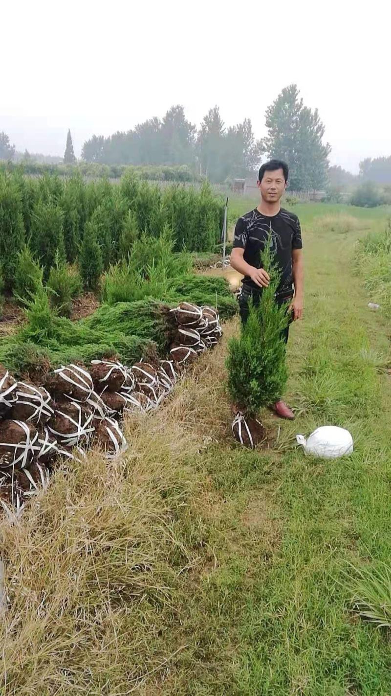 塔柏，精品塔柏，1米到4米起，量大从优，欢迎选购，