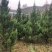 塔柏，精品塔柏，1米到4米起，量大从优，欢迎选购，