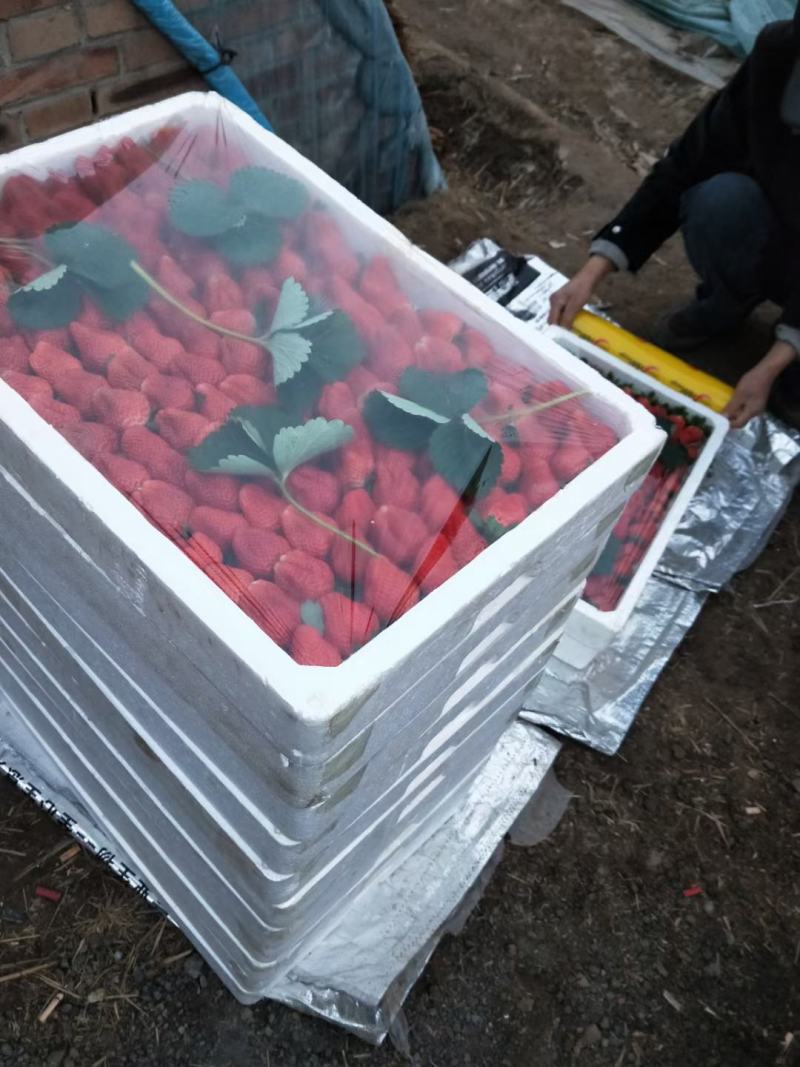 草莓大降价抓紧时间抢购