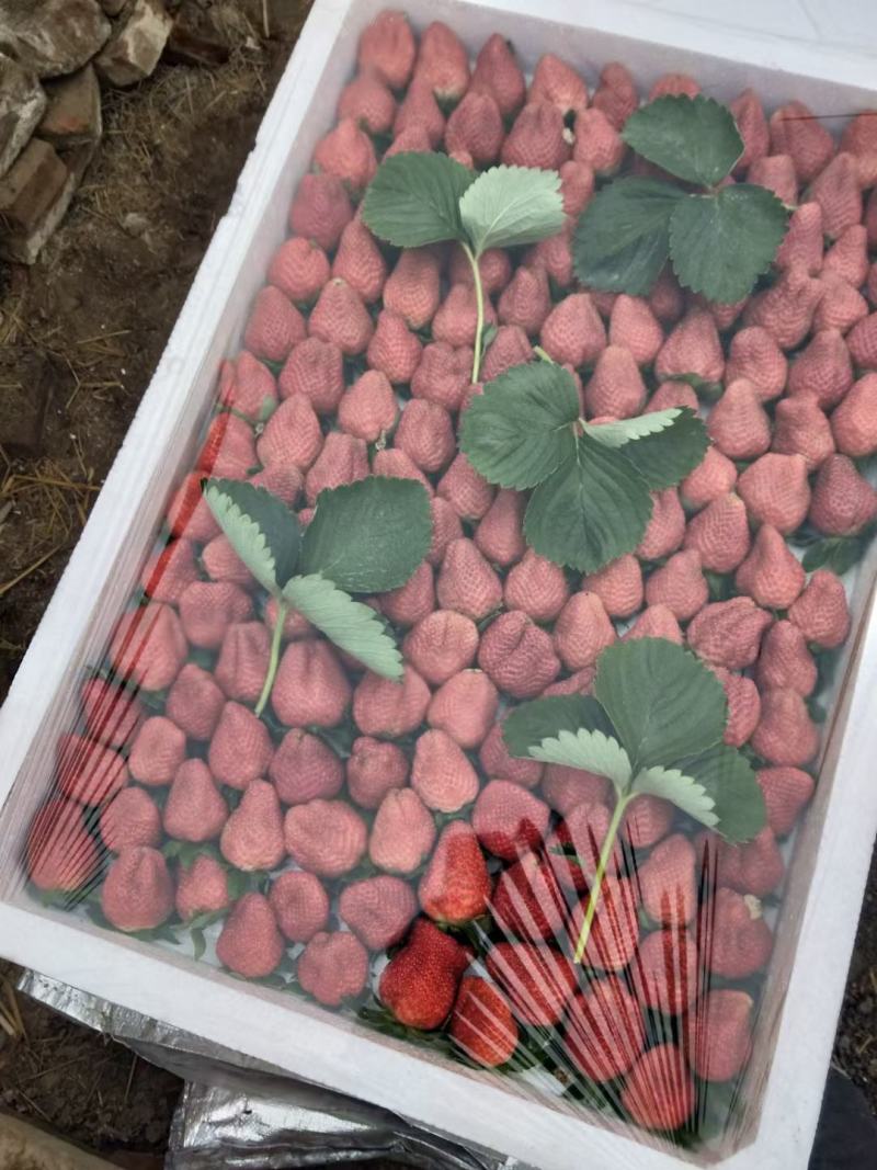 草莓大降价抓紧时间抢购
