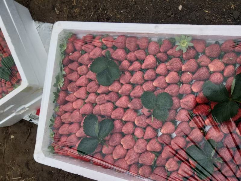 草莓大降价抓紧时间抢购