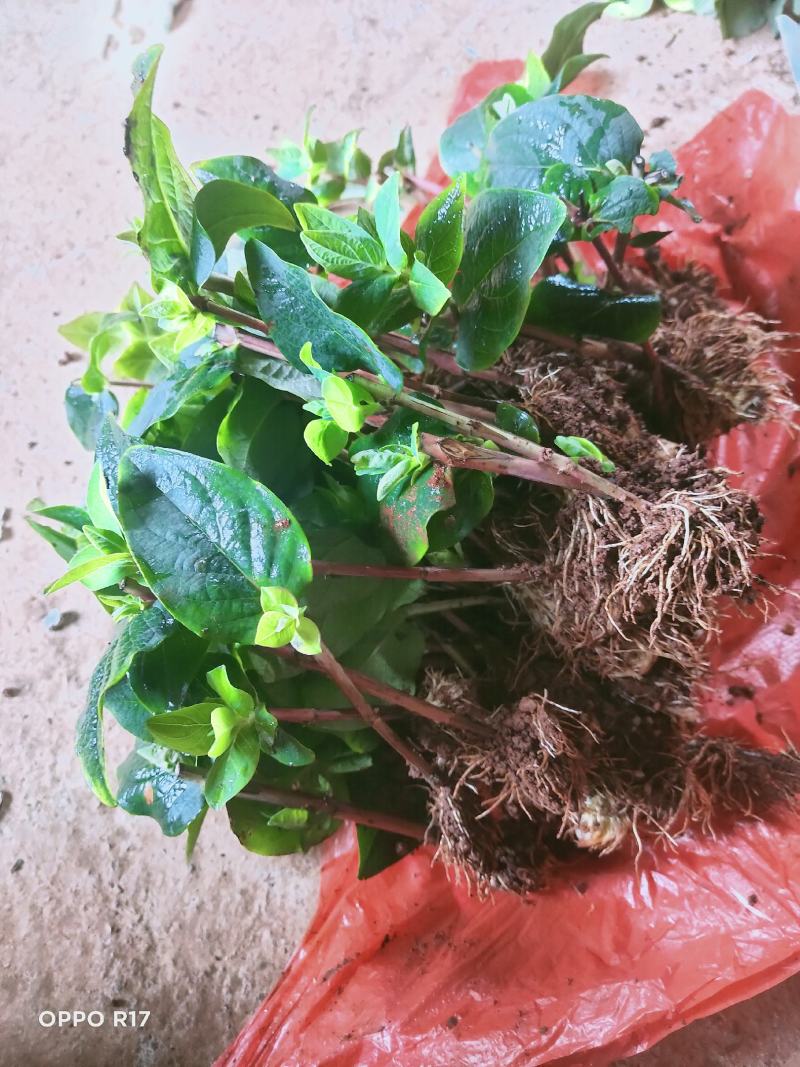 云南满天星种苗，基地直供一手货源，全国发货
