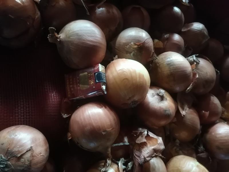 商品葱大量出库，最近价格高涨，每天的价格不一样。