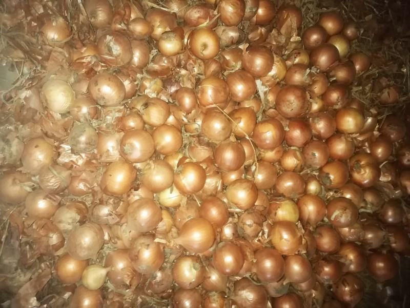 商品葱大量出库，最近价格高涨，每天的价格不一样。