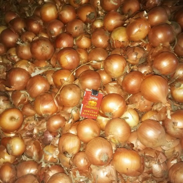 商品葱大量出库，最近价格高涨，每天的价格不一样。