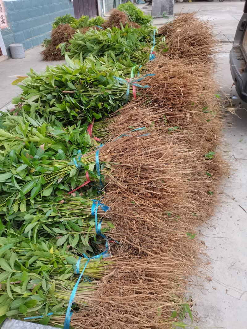 正宗金丝楠木苗四川金丝楠木小苗小叶桢楠苗保湿包邮发货