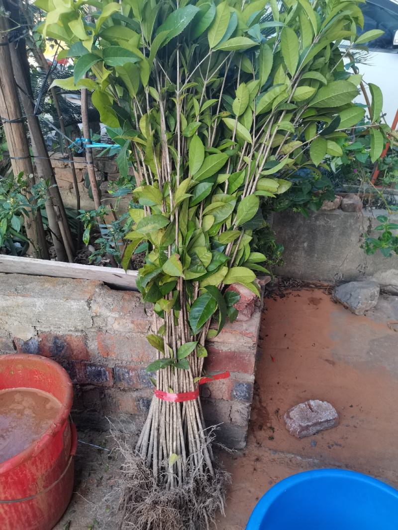 供应优质广西桂花苗，金桂苗八月桂高度10-100公分包邮