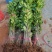 供应优质广西桂花苗，金桂苗八月桂高度10-100公分包邮