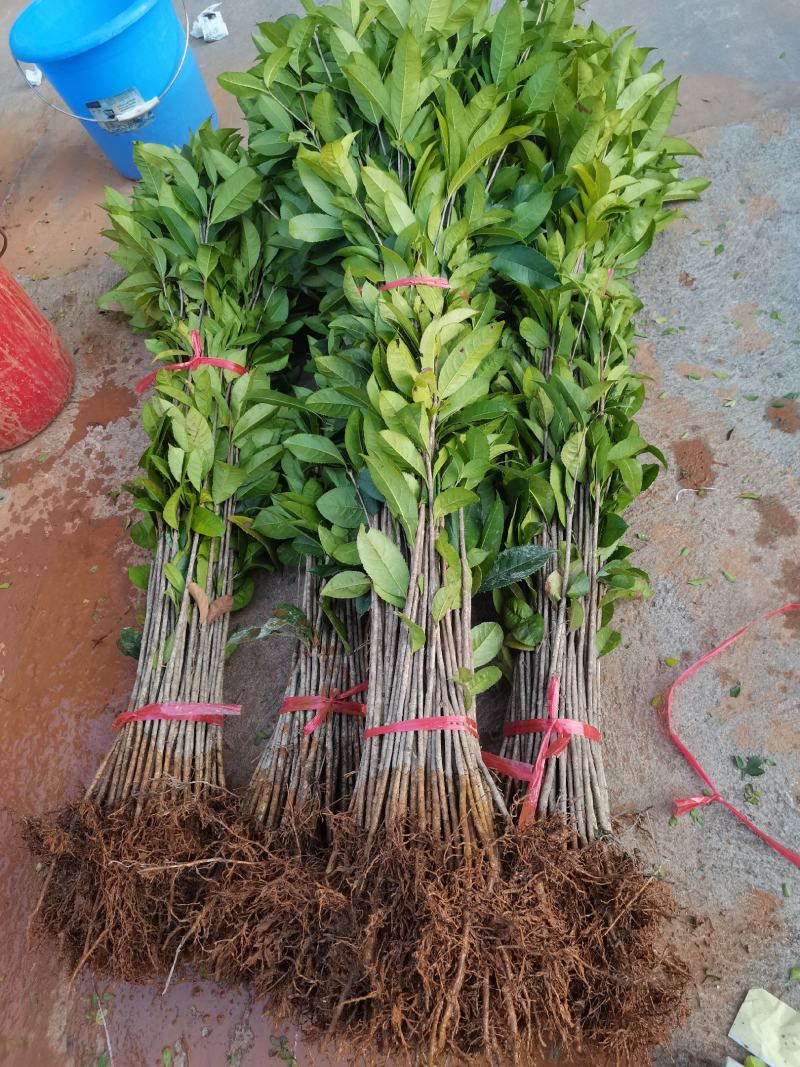 供应优质广西桂花苗，金桂苗八月桂高度10-100公分包邮