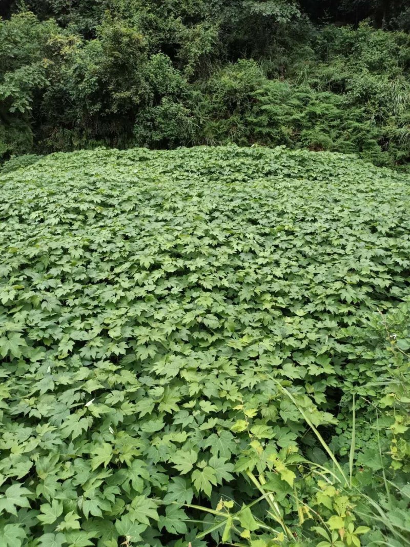千年桐苗油桐苗木油桐苗优质桐油苗量大优惠