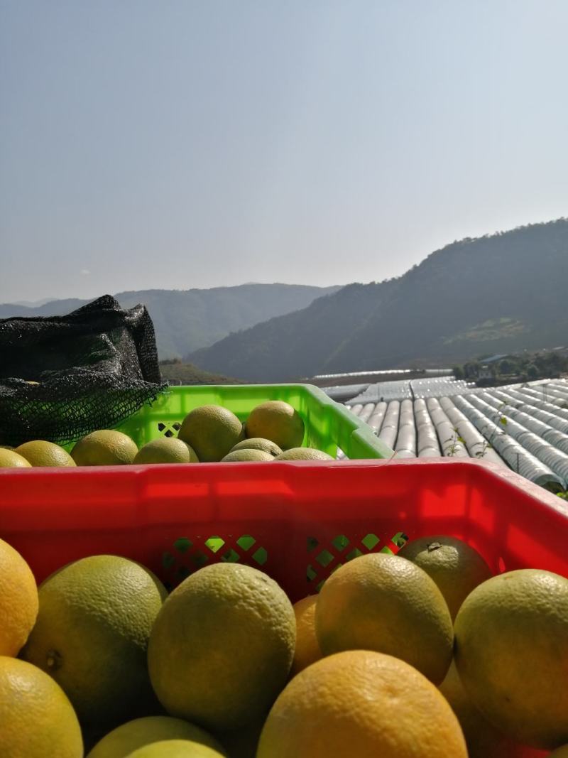 褚橙之乡冰糖橙，质量好糖度高