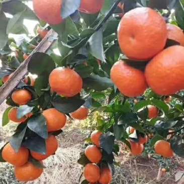 砂糖橘大量上市供应供应各种规格，欢迎全国各地客户合作