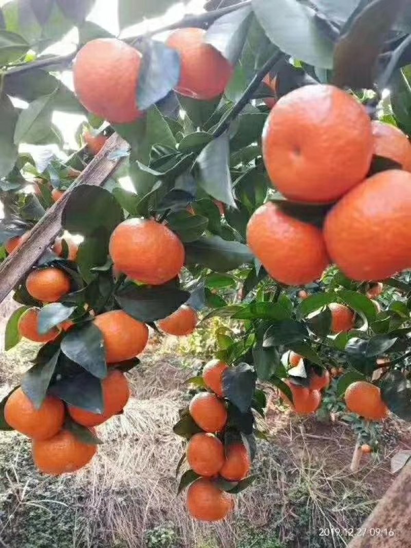 砂糖橘大量上市供应供应各种规格，欢迎全国各地客户合作