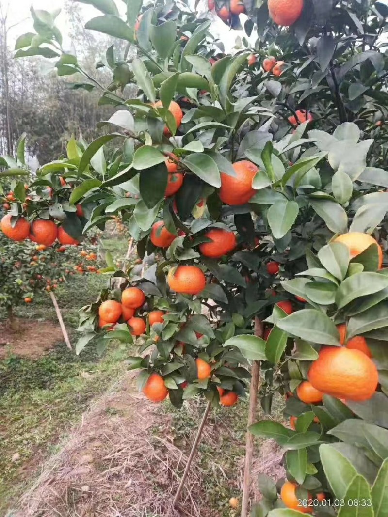 砂糖橘大量上市供应供应各种规格，欢迎全国各地客户合作