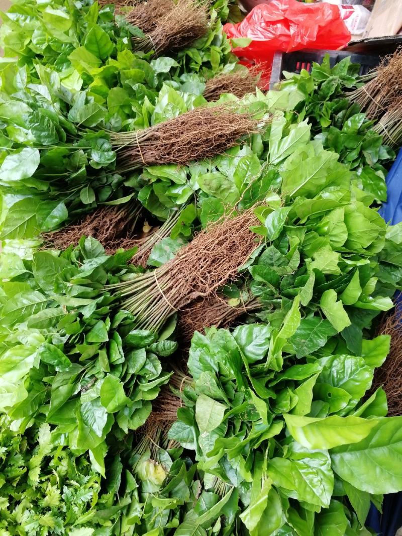 供应广西黄皮果苗，黄皮奶苗，黄皮小苗，黄皮实生苗，包邮