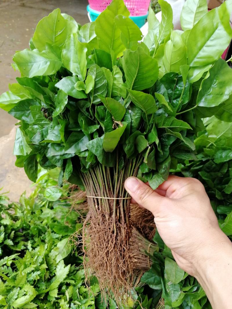 供应广西黄皮果苗，黄皮奶苗，黄皮小苗，黄皮实生苗，包邮
