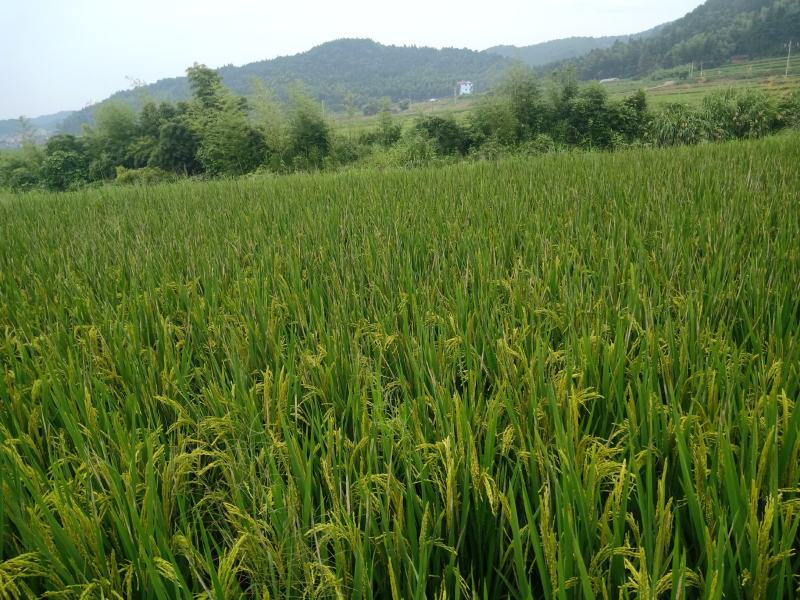 天然原生态山泉水清香稻谷
